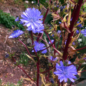 Chicory (Cichorium intybus) 菊苣