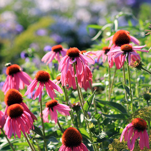 Purple Cone Flower 紫錐花