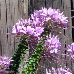 Spider flower (Cleome hassleriana) 醉蝶花 Native Range: South America (原產地: 南美洲) Bloom time: Late spring to fall (開花時間在晚春至秋季) Bloom description: Pink/white/purple/bicolors (粉/白/紫/雙色) Sun: Full sun to part shade(全日照到部份蔭涼) Height: 3 to 6 feet (植株高度在3至6英尺)