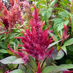 Cockscomb (Celosia) 雞冠花  Bloom time: June to September (開花時間從6至9月) Bloom description: Orange, red, yellow or cream (開橘、紅、黃或乳白花)  Sun: Full sun (全日照) Height: 2 to 3 feet. (植株高度在2至3英尺)