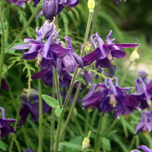Purple columbine (Aquilegia vulgaris) 紫色耬斗菜