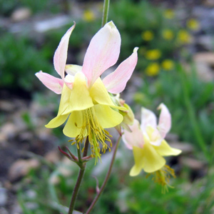 Columbine (Aquilegia) 耬斗菜