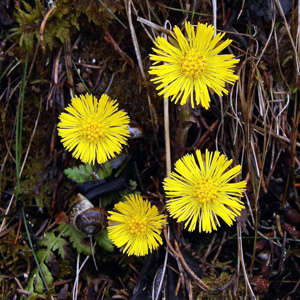Colt's foot (Tussilago farfara) 款冬花 Native Range: Eurasia (原產地在歐亞地區) Bloom time: Spring to early summer (開花時間: 春天至初夏) Bloom description: Yellow, roundish(黃色，圓盤狀) Height: To 0.4m (高度至0.4米)  - This picture of alpine flower was taken on a walk in Gimmelwald, Switzerland. (拍攝地點: 瑞士－Alps阿爾卑斯山區）