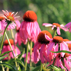 Coneflower 紫錐花