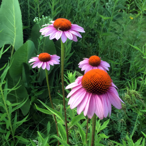 Coneflower 紫錐花