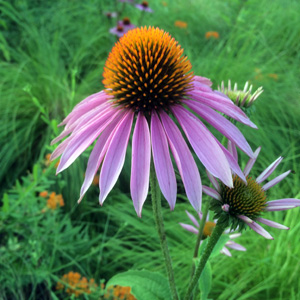 Purple Cone Flower 紫錐花