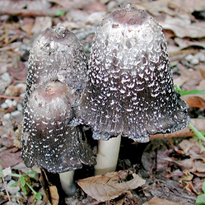 Coprinus picaceus 斑擬鬼傘