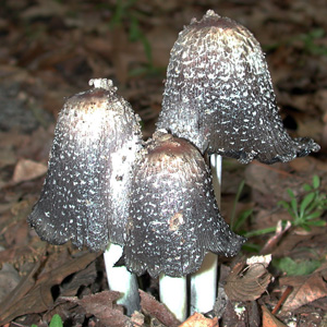 Coprinus picaceus 斑擬鬼傘