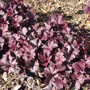 Coral Bells (Heuchera villosa) 矾根