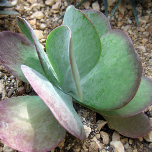 Crassula arborescens