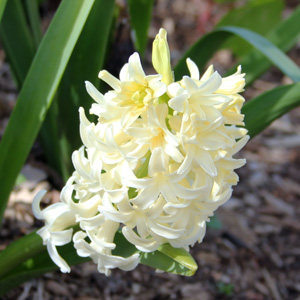 Creamy White Hyacinth 乳白色風信子