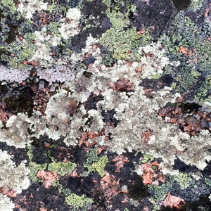 Black lichen growing on rock 長在石頭上的黑色地衣