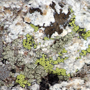 Crustose lichen growing on rock 長在石頭上的殼狀地衣，地衣是由真菌和藻類共生而形成的。