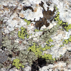 Crustose lichen growing on rock 長在石頭上的殼狀地衣,地衣是由真菌和藻類共生而形成的。