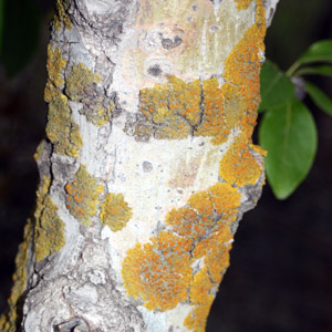 Greeen lichen growing on rock 長在石頭上的綠色地衣