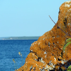 Crustose lichen growing on rock 長在石頭上的殼狀地衣，地衣是由真菌和藻類共生而形成的。