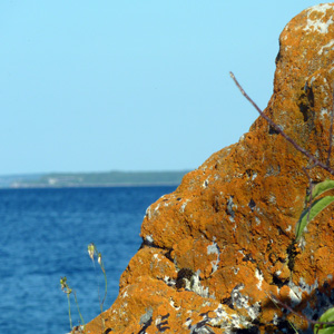Crustose lichen growing on rock 長在石頭上的殼狀地衣,地衣是由真菌和藻類共生而形成的。
