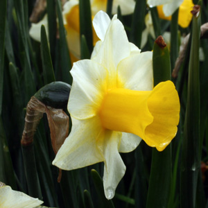 Daffodil水仙 (Netherlands荷蘭）