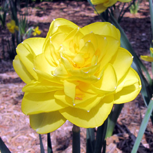 Daffodil 水仙