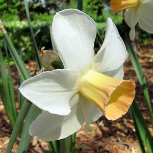 Daffodil 水仙