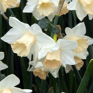 Daffodil水仙 (Netherlands荷蘭）