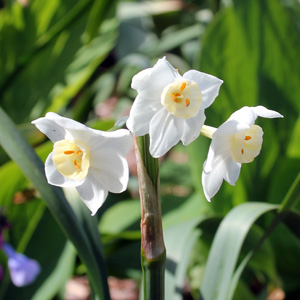Daffodil 水仙