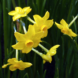 Daffodil-Baby Boomer 水仙 (Netherlands荷蘭）