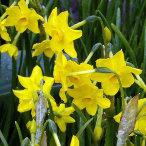 Daffodil-Baby Boomer 水仙 (Netherlands荷蘭）