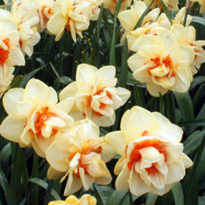 Daffodil水仙-Erlicheer (Netherlands荷蘭）