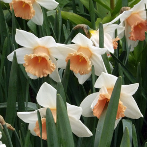 Daffodil 水仙-Sweet Smiles (Netherlands荷蘭）