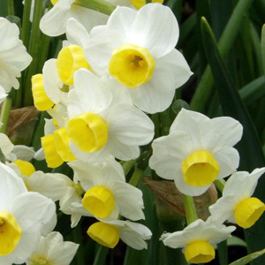 Daffodil 水仙-Avalanche (Netherlands荷蘭）