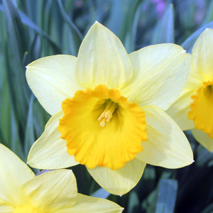 Large-Cupped Daffodil 大副花冠水仙花