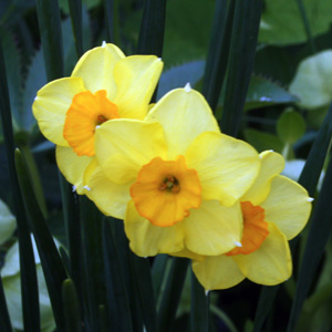 Daffodil 水仙