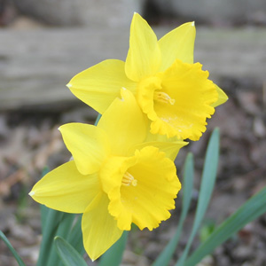 Large-Cupped Daffodil 大副花冠水仙花