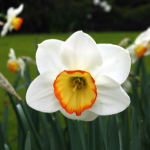 Daffodil 水仙 
