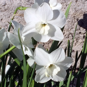 Small-Cupped Daffodil 小副花冠水仙花