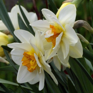 Daffodil水仙 (Netherlands荷蘭）