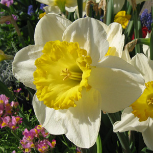 Daffodil 水仙