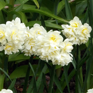 Jonquilla Daffodil 白色重瓣丁香水仙-Erlicheer (Netherlands荷蘭）