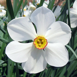 Daffodil 水仙-Omatus