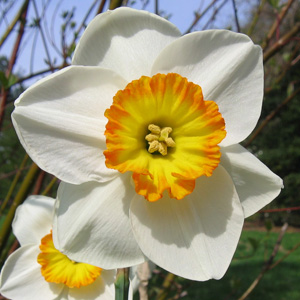 Daffodil 水仙-April Queen 四月女皇