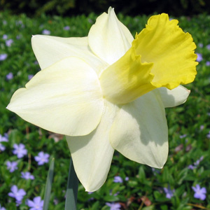 Daffodil 水仙