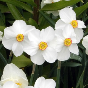 Poeticus Daffodils 紅口水仙花