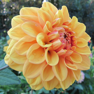 dahlia