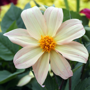 Dahlia (Asteraceae) 大理花