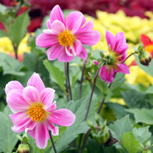 Dahlia (Asteraceae) 大理花