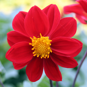 Dahlia (Asteraceae) 大理花