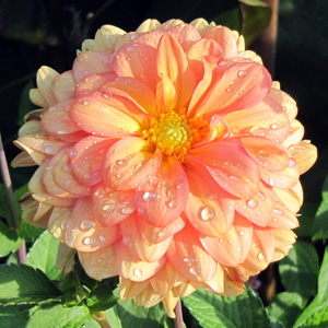 Water droplets on dahlia petals 大理花上的水滴