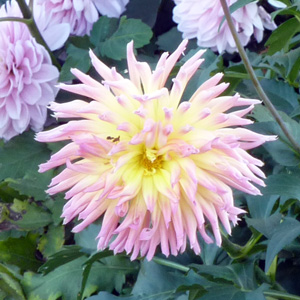 Dahlia (Asteraceae) ' Magic Moment' 大理花