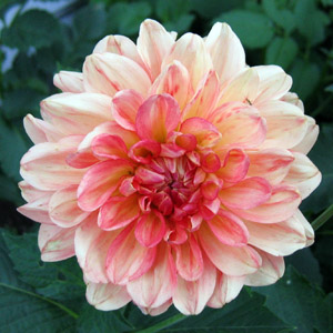 dahlia